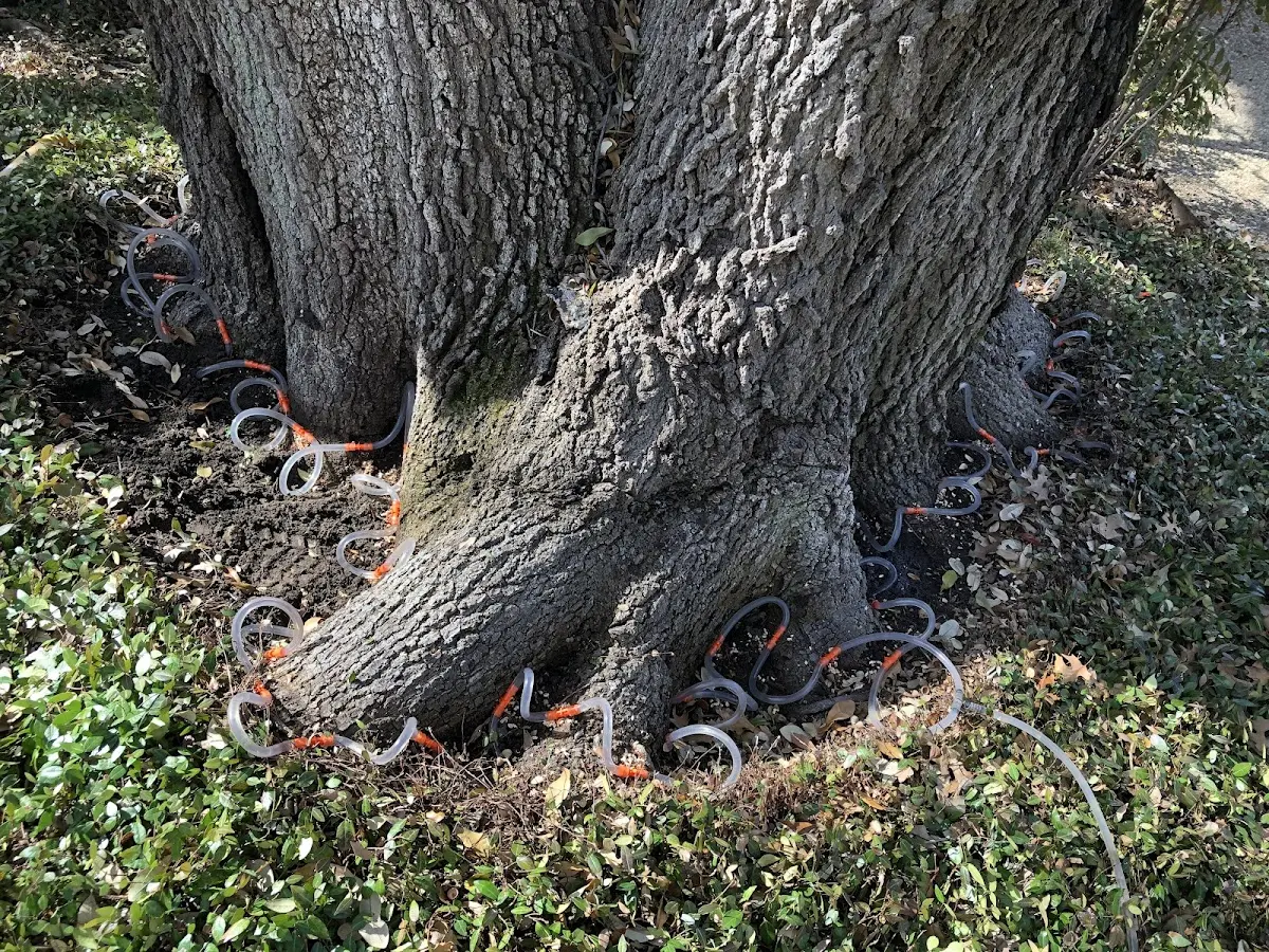 Detailed Tree Cabling and Bracing job site in Saint Clair Shores