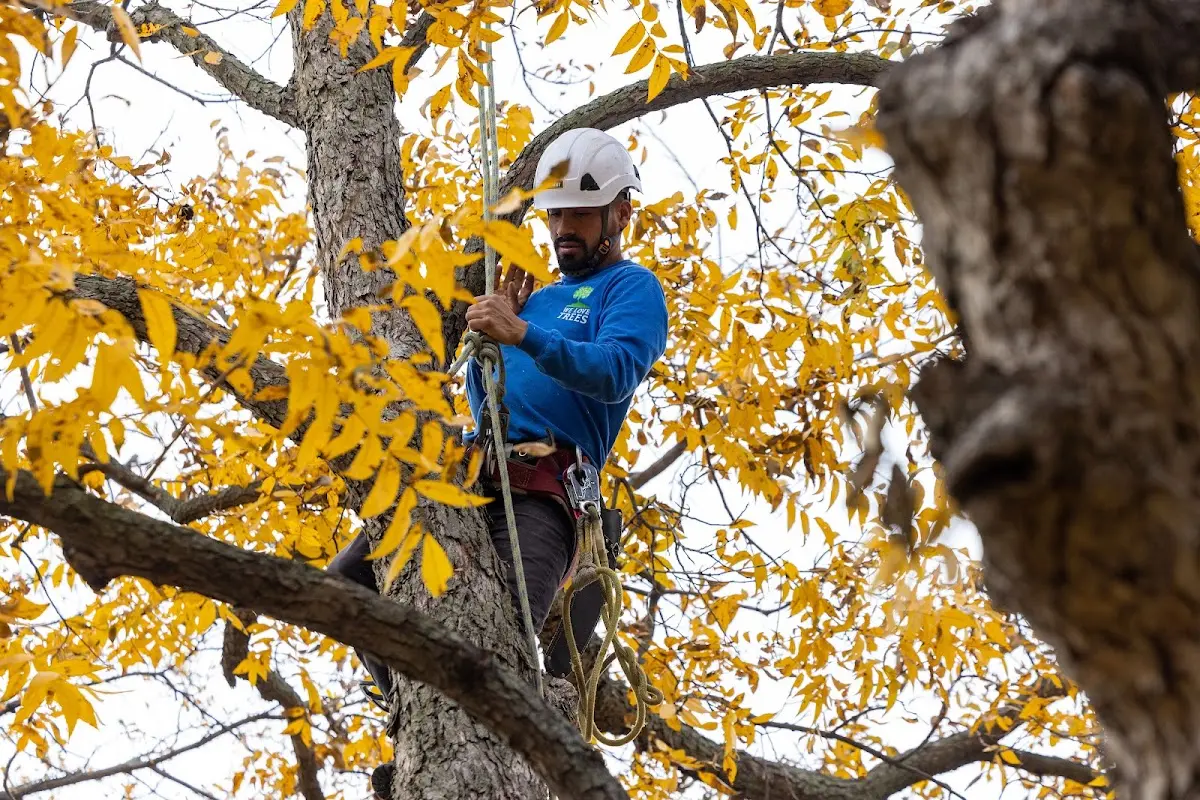Skilled Tree Planing crew working in Saint Clair Shores