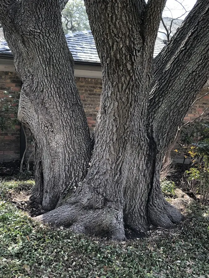 Mature heritage tree close to a Saint Clair Shores property cared for by certified arborists
